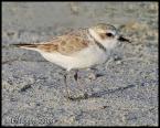 plover.jpg