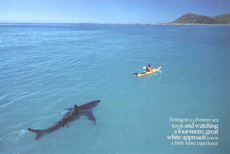 shark.jpg
