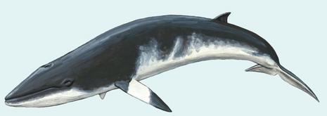 Balaenoptera_acutorostrata.jpeg
